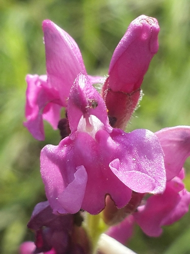 Pedicularis zeylanica