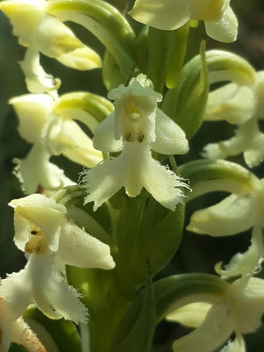 Habenaria cephalotes