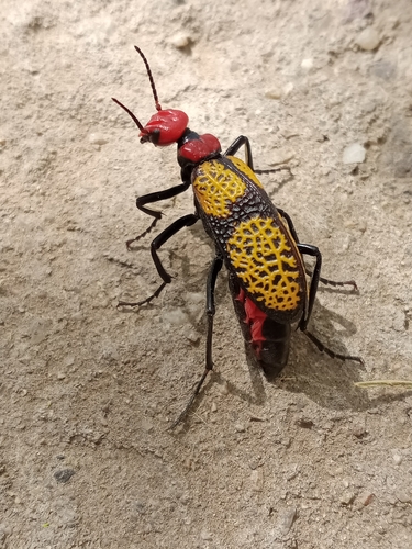 Iron Cross Blister Beetle