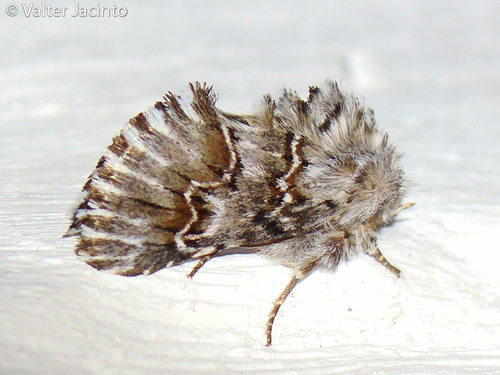 Cleonymia baetica Rambur, 1837