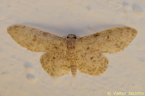 Idaea cervantaria