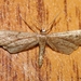 Idaea carvalhoi - Photo (c) Valter Jacinto, all rights reserved