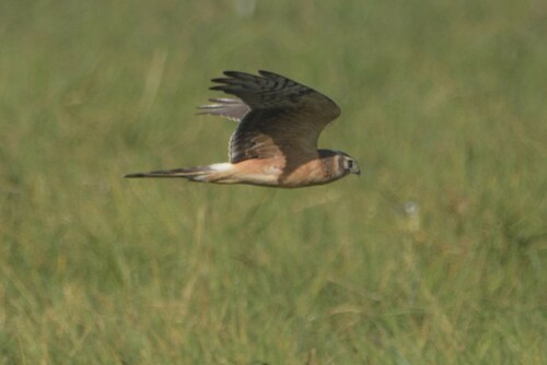 Pallid Harrier