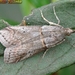 Acrobasis obliqua - Photo (c) Valter Jacinto, all rights reserved