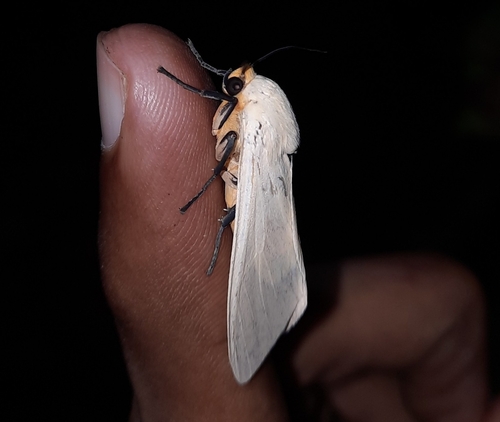 Selenarctia elissoides thumbnail