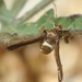Microsphecia tineiformis - Photo (c) Valter Jacinto, כל הזכויות שמורות
