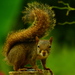 Brazilian Squirrel - Photo (c) helmar longo, all rights reserved, uploaded by helmar longo