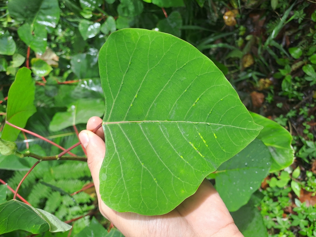 Homalanthus populneus (Homalanthus populneus)