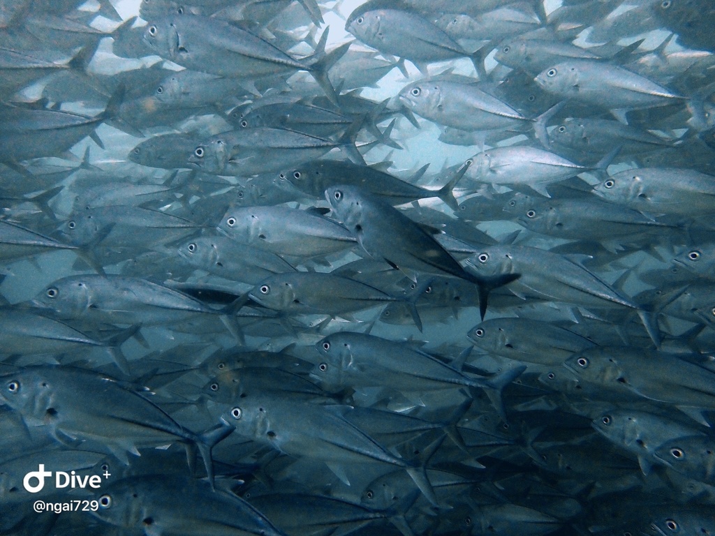 Bigeye Trevally