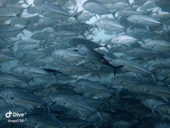 Bigeye Trevally
