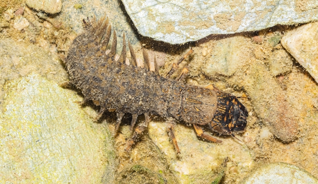 標本 超特大 Acanthacorydalis orientalis (開翔175.0mm)オオキバ