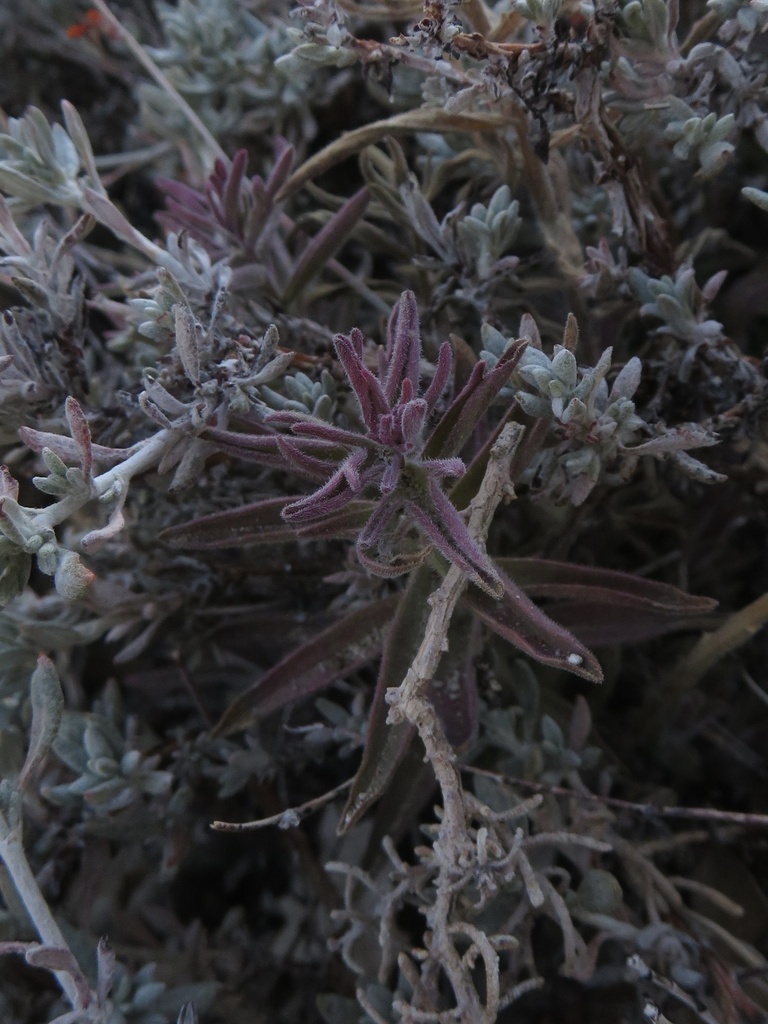 Castilleja chromosa from Joshua Tree National Park, Desert Hot Springs, CA, US on 2023년 01월 20일 (금) at 04:09 오후 by... 