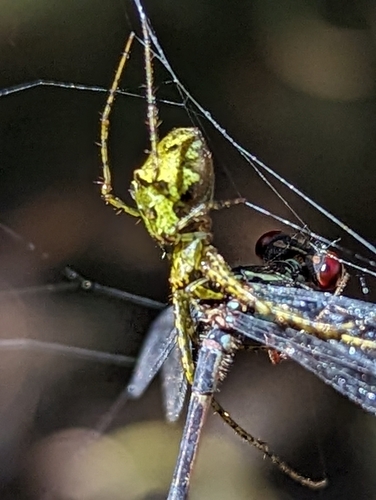 Tetragnatha trituberculata