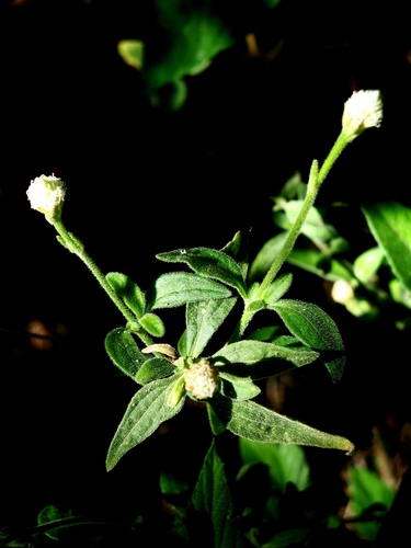 Isocarpha