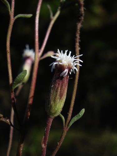 Phanerostylis