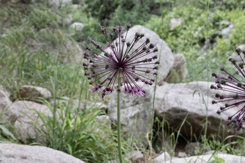 Zarafshan Onion (Allium sarawschanicum)