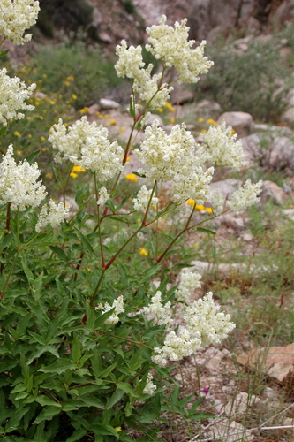 Aconogonon coriarium