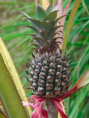 Ananas comosus image