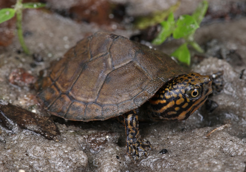 Stripe-necked Musk Turtle