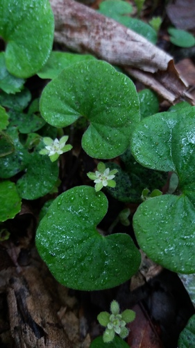 Dichondra macrocalyx (Dichondra macrocalyx)