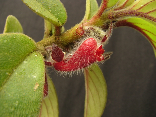 Nematanthus villosus