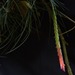 Tillandsia dura - Photo (c) andre benedito, all rights reserved, uploaded by andre benedito
