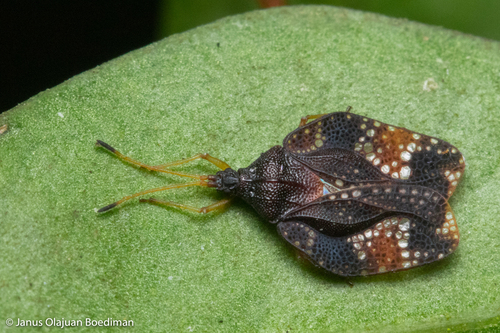Ladhani Insect Tribe Litadeini · iNaturalist