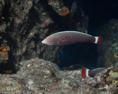 Psychedelic Wrasse photo 2