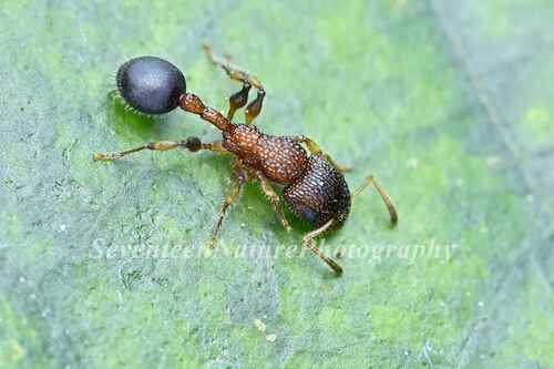 钝胸双凸切叶蚁Dilobocondyla propotriangulata