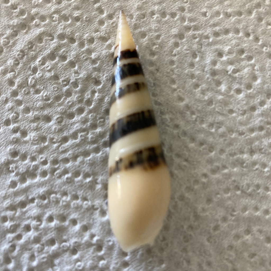 Hastula hectica from Auau Channel, Lahaina, HI, US on January 23, 2023