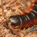 Myriapods - Photo (c) Jarrod Todd, all rights reserved, uploaded by Jarrod Todd