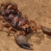 Pugnacious Burrowing Scorpion - Photo (c) Jarrod Todd, all rights reserved, uploaded by Jarrod Todd