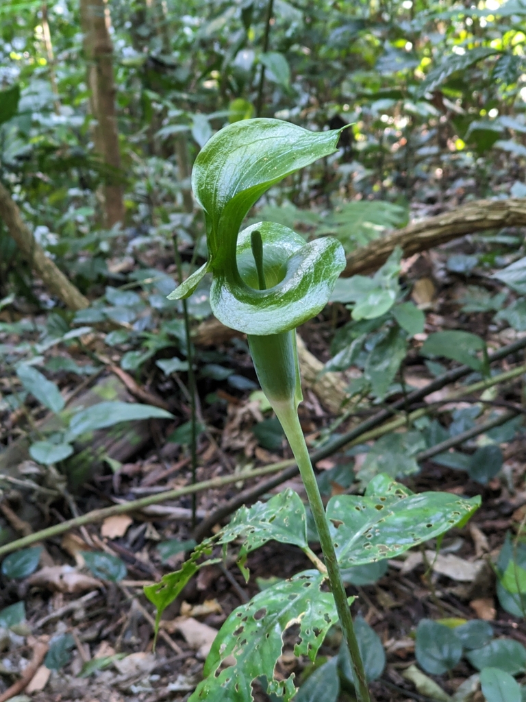 Arisaema petiolulatum (Arisaema petiolulatum)