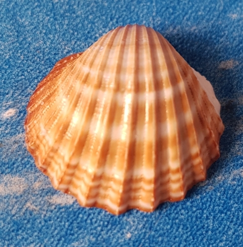 poorly-ribbed cockle