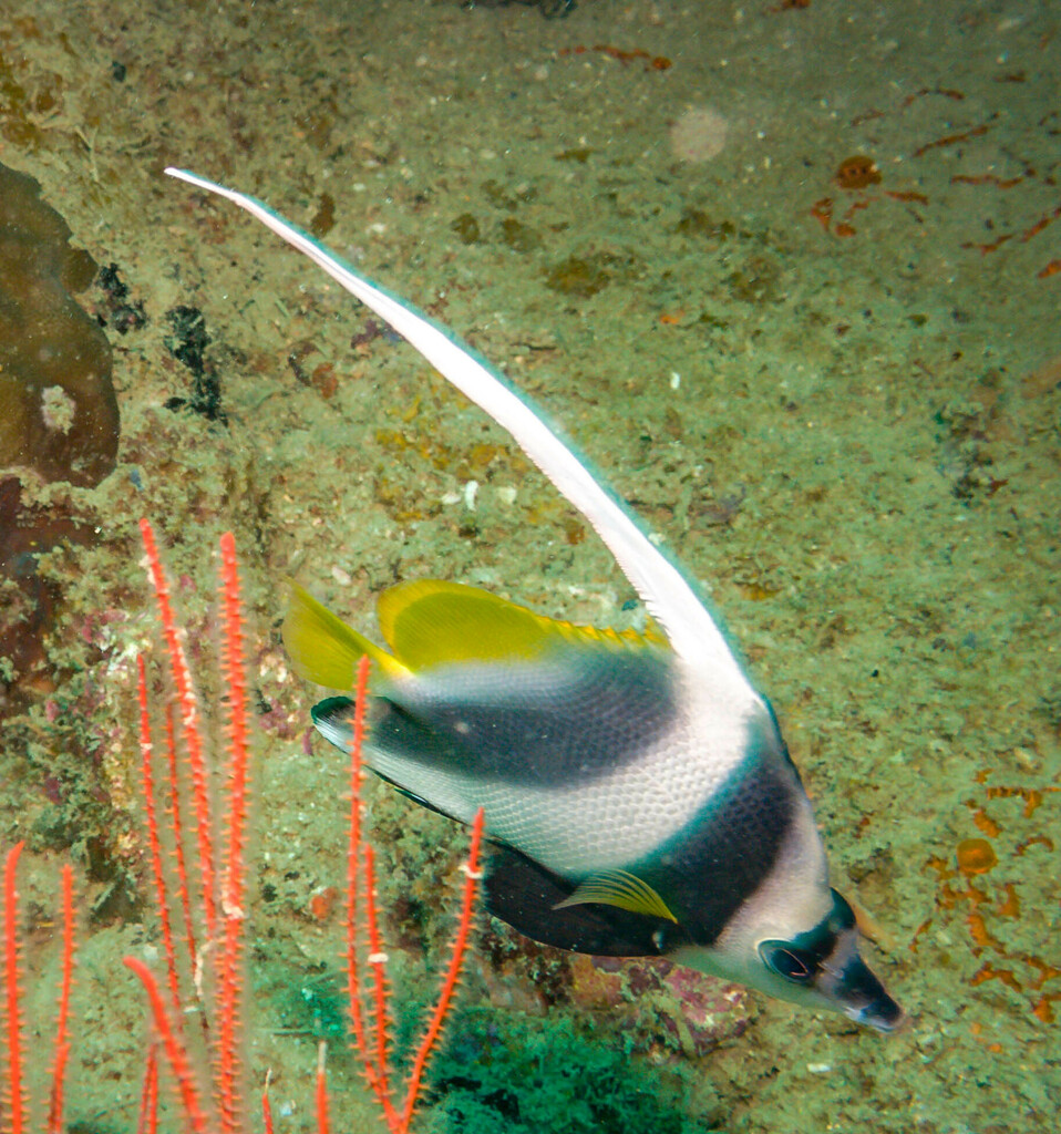 Longfin Bannerfish