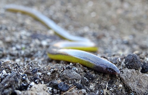 San Diegan Legless Lizard