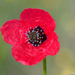 Rough Poppy - Photo (c) Valter Jacinto, all rights reserved, uploaded by Valter Jacinto