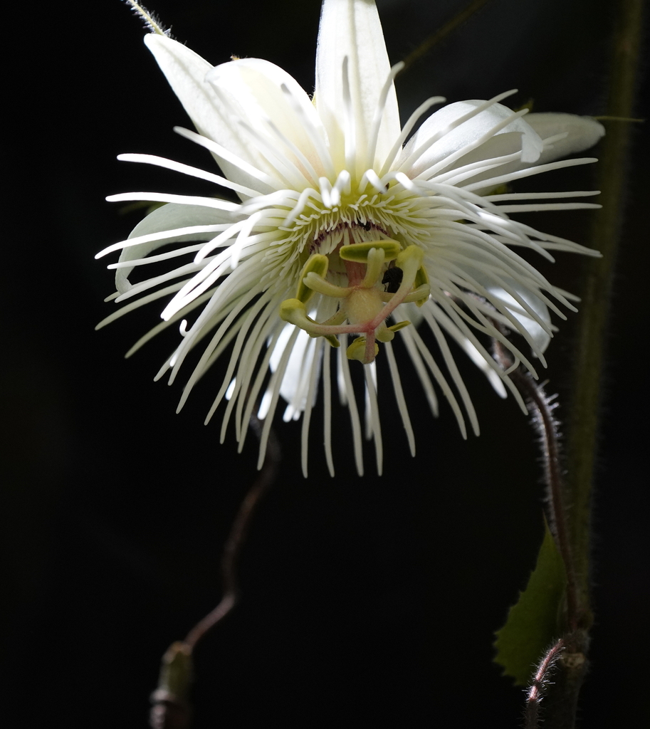 Maracuyá