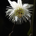Passiflora setulosa - Photo (c) Rudy Gelis, todos os direitos reservados, uploaded by Rudy Gelis