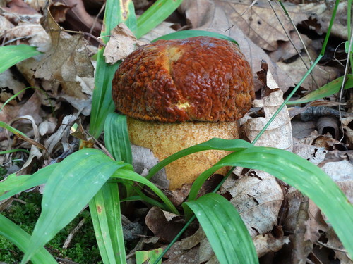Rugiboletus extremiorientalis