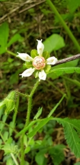 Nasa triphylla subsp. rudis image