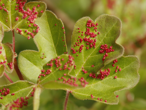 Aceria myriadeum