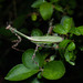 Zoolea minor - Photo (c) Projeto Mantis, כל הזכויות שמורות, הועלה על ידי Projeto Mantis