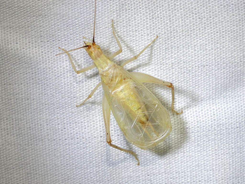 California tree cricket