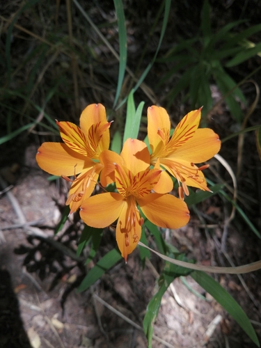 Alstroemère dorée