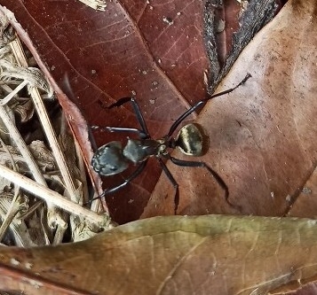 Shimmering Golden Sugar ant