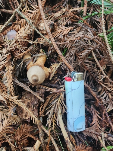 Geastrum saccatum