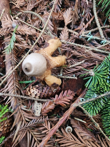 Geastrum saccatum (Photo 2 of 3)