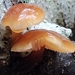 Flammulina filiformis - Photo (c) Vail Paterson, όλα τα δικαιώματα διατηρούνται, uploaded by Vail Paterson