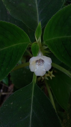Sinningia schiffneri